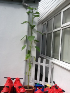 SunflowerBeforeFlowering