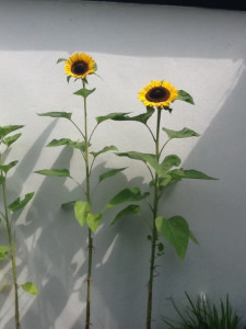 Sunflowers