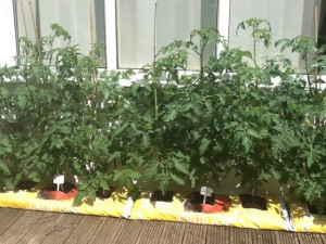 TomPlants