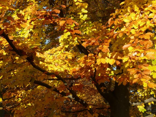 Beech Tree Autumnal Leaves